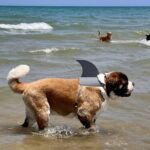 Dog wearing shark fin at the beach.